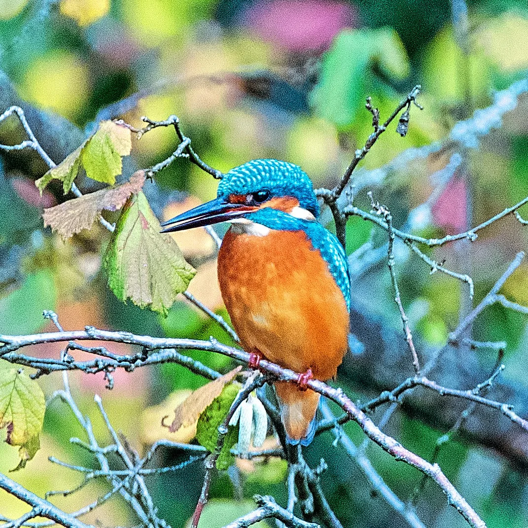 Dieser bunte Pipmatz wurde in Richtung Auslikon angetroffen.